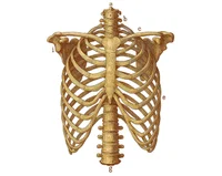 Винтажный набор изображений анатомии человека Vintage Human Anatomy Art Pack
