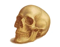 Винтажный набор изображений анатомии человека Vintage Human Anatomy Art Pack