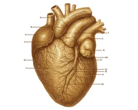 Винтажный набор изображений анатомии человека Vintage Human Anatomy Art Pack